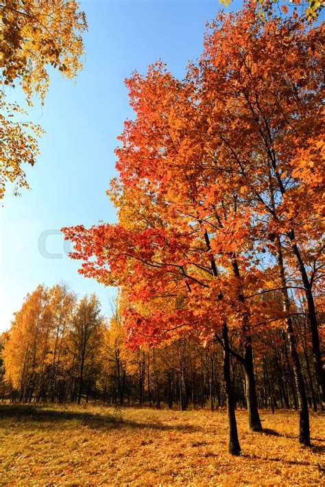 Red Maple Trees Autumn Leaves Stock Image Colourbox