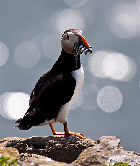 A Trip To The Farne Islands Last Weekend Fightercontrol