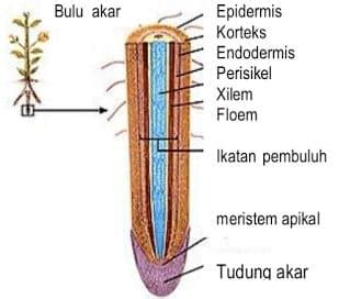 Struktur Morfologi Pada Akar Tumbuhan Dalam Biologi