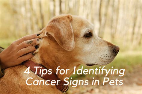 4 Tips For Identifying Cancer Signs In Pets Homey Gnome Veterinary