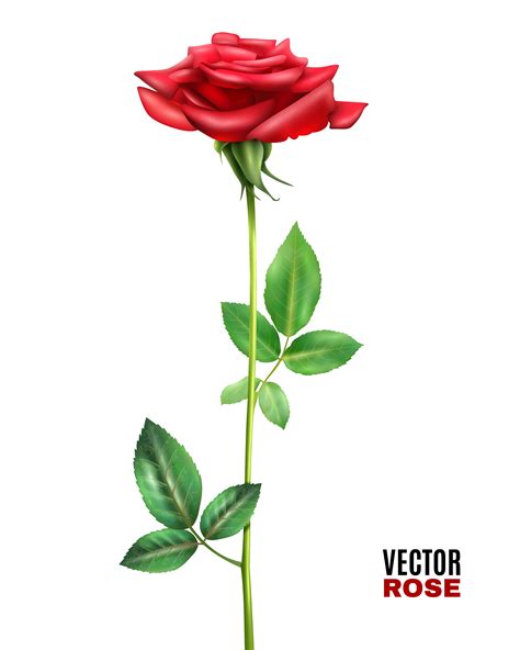 Rose Flower Illustration 476558 Vector Art At Vecteezy