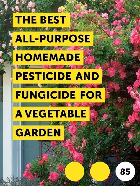 The Best All Purpose Homemade Pesticide And Fungicide For A Vegetable