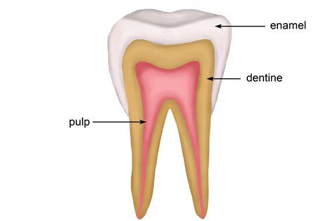 The Structure Of The Tooth And Features Enamel Pulp Dentine