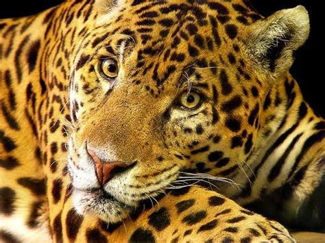 Amazon Rainforest Animals Types Of Endangered Rainforest
