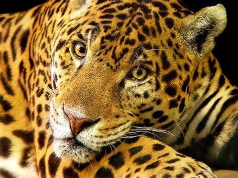 Mammals are members of the animal class mammalia. Amazon Rainforest Animals: March 2010