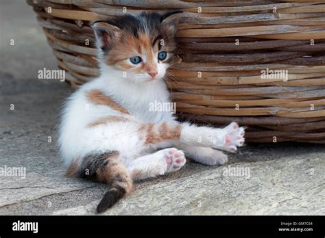 Four Weeks Old Calico Kitten Lying Next To A Basket Outdoors Stock