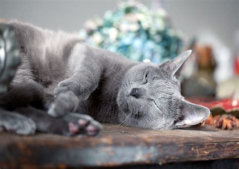 Their short, dense coat, which stands out from the body. russian blue cat hypoallergenic - Wagbrag - Pet Wellness ...