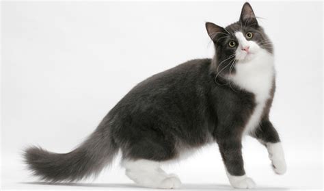 Norwegian Forest Cat Breed Information
