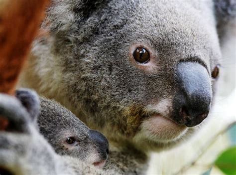 Scientists Unlock Secrets Of Australias Giant 30kg Koalas The