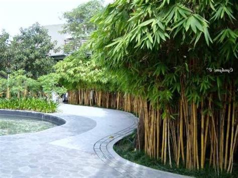 desain pagar bambu cantik  unik minimalis