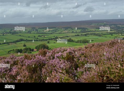 Purple Heather On North Yorkshire Moors Castleton Rigg Westerdale