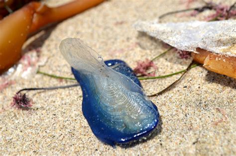 Slideshow Blue Jellyfish Washing Up On Beaches By The Billions Kpcc