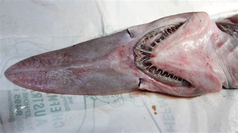 Capturan A Un Tiburón Duende En Australia Código Espagueti