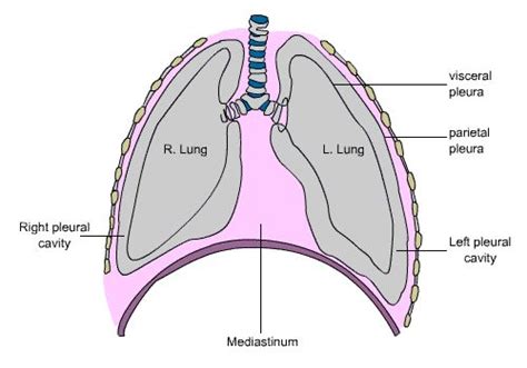 Right And Left Pleural Cavity Anatomy Yahoo Image Search Results