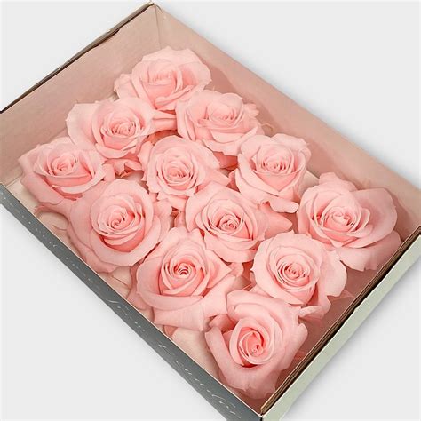 Luxury One Year Preserved Roses Light Pink Preserved Rose Heads Uk