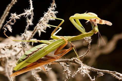 Premium Photo Mating Praying Mantis In The Bush