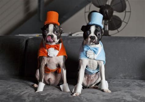 Dumb And Dumber Homemade Costumes Bostonterrier Bostons Silly Dog