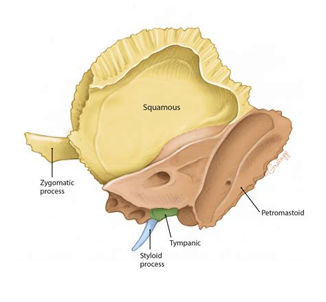 Otolaryngology Anatomy Ear