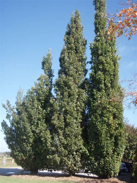 Quercus Robur Fastigiata Columnar English Oak Cypress Oak Pyramid