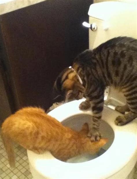 Irti Funny Picture 3620 Tags Cat Dunking Head Toilet Water