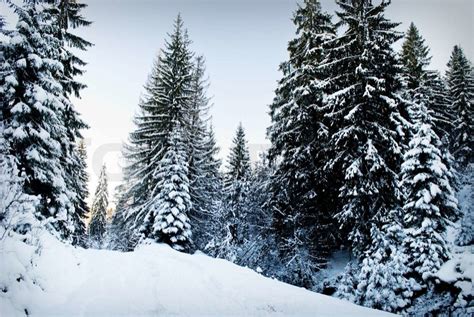 Winter Fir Tree Forest With Snow Covered Trees And Path Stock Photo