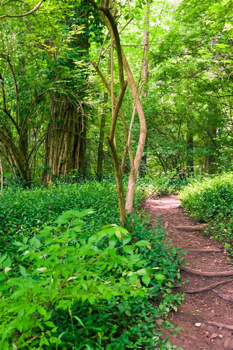 Footpath In Summer Green Forest Stock Photo Image Of Environment