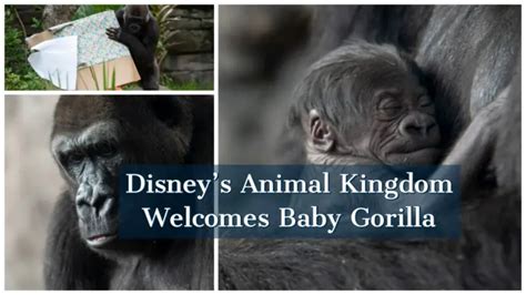 Disneys Animal Kingdom Welcomes Baby Gorilla
