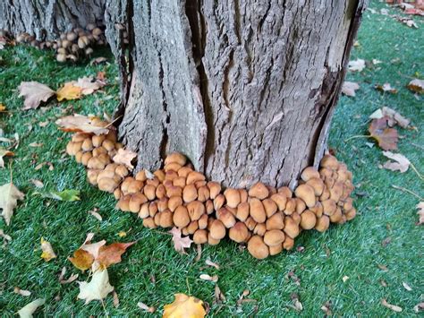 Mushrooms Around Maple Trees A Problem Rsfwtrees