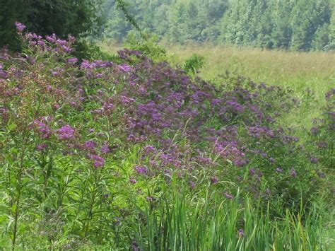 All of these ironweed varieties have attractive foliage, striking blooms, and interesting fall color. Discovering His Creation: Giant Ironweed-Tall Ironweed ...