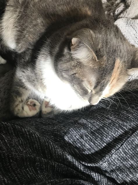 Her Little Paws Tucked Under Rcat