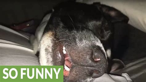 Dogs Snoring Interrupted By Intense Vivid Dream Youtube