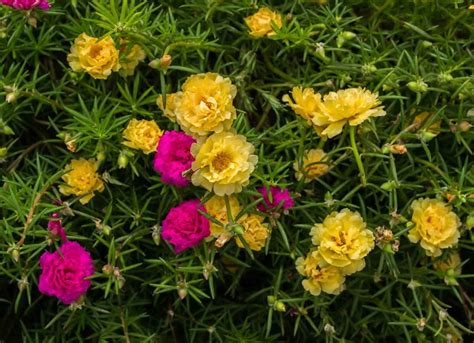 14 Plants That Thrive Even When Temperatures Rise Landscaping With