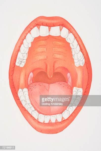Mouth Palate Photos And Premium High Res Pictures Getty Images