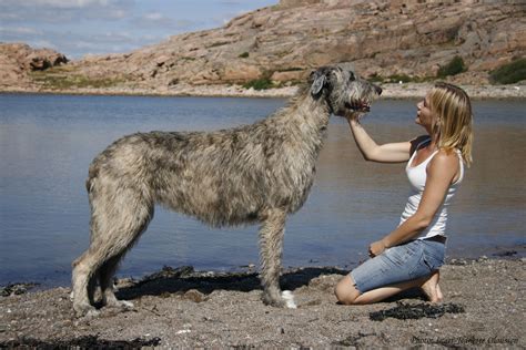 Pin By Puppy Expressions On Irish Wolfhound Irish Wolfhound Dogs