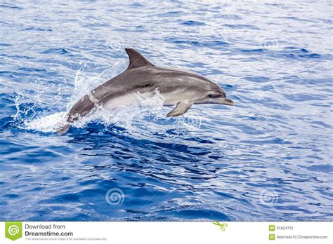 Dolphin Stock Photography Image 31824112