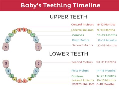 Teething Timeline Baby And Toddler Teething Timeline Complete Guide