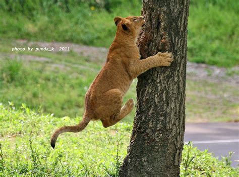 ライオンっ子成長記（8）タナは木登り名人 アフリカゾウ・チーター 写真＆cg日記