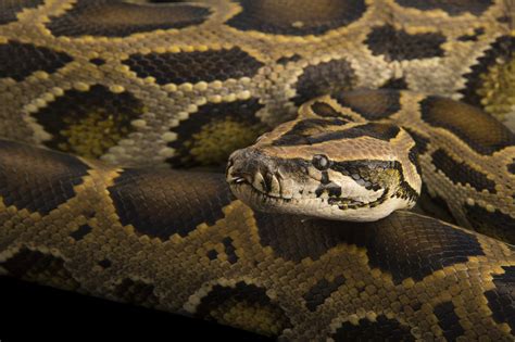 Pembroke Pines man finds 8-foot python in his garage - Caribbean News