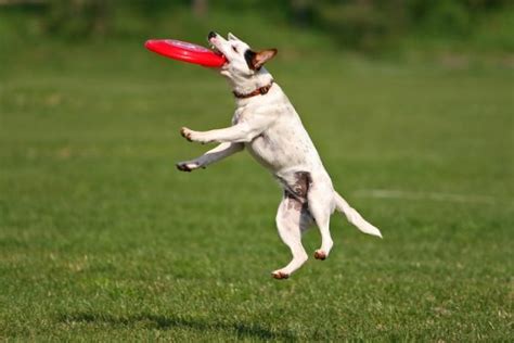 10 Funny Pics Of Flying Dogs Catching Frisbees