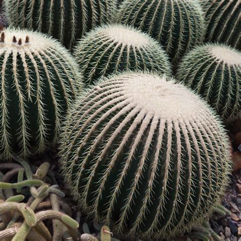 Barrel Cactus Plants Learn About Different Barrel Cactus Varieties