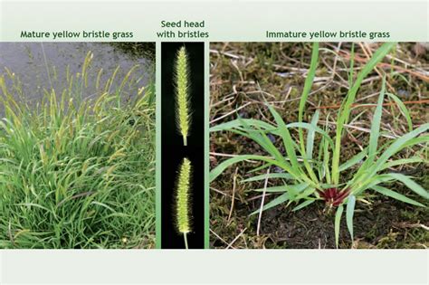 Yellow Bristle Grass Westag Trading