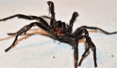 Meet Big Boy The Funnel Web Spider Australian Geographic