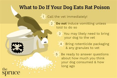 Rat Poisoning In Dogs