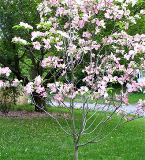 This species is cultivated very frequently and different varieties have been developed. Pink Flowering Dogwood - Hoette Farms & Nursery