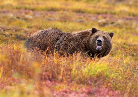 Groups File Lawsuit To Halt Grizzly Delisting Wyoming Public Media