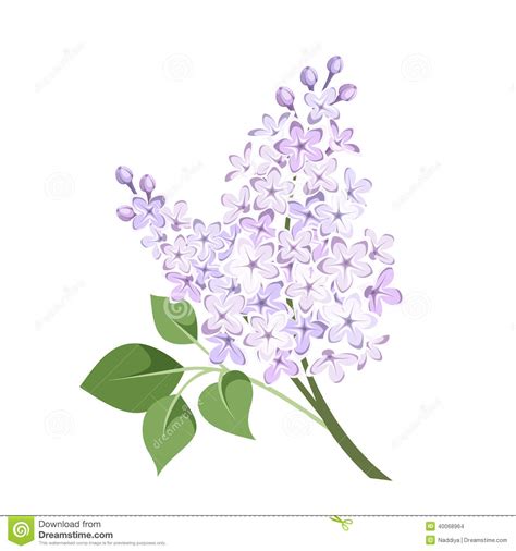 We have a great collection of april coloring pages for you and your kids. Branch Of Lilac Flowers. Vector Illustration. Stock Vector ...