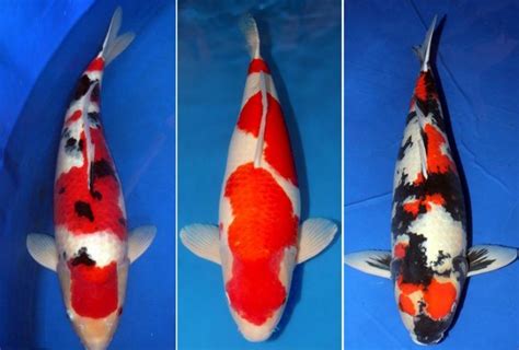 Koi Japanese Imported Fish For Sale