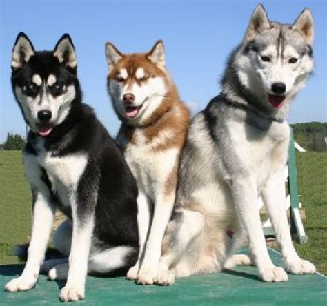 Siberian Husky Breeds