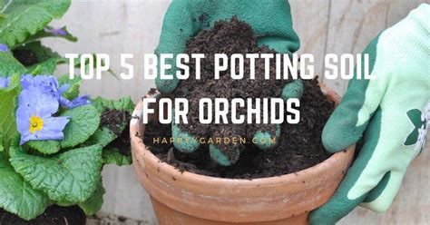 What Is The Best Potting Soil For Orchids Let Me Share With You Top