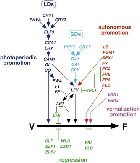 Genetic Pathways That Control Flowering Time In Arabidopsis And
